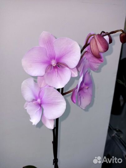 Орхидеи и другие комнатные растения