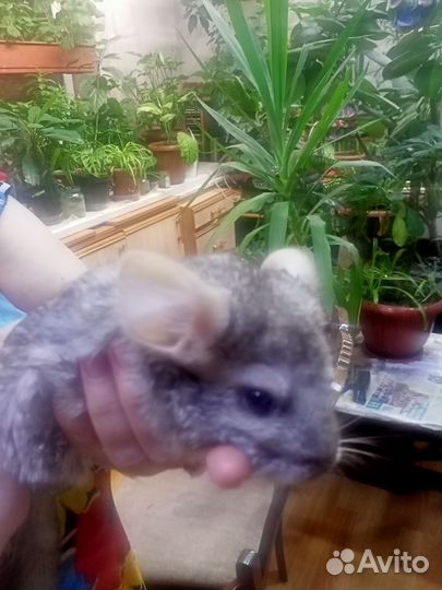 Шиншилла