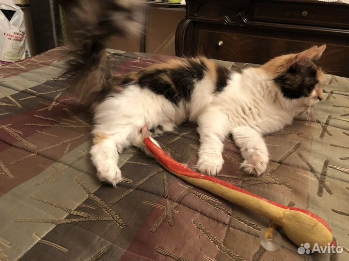 Кошечка в добрые руки