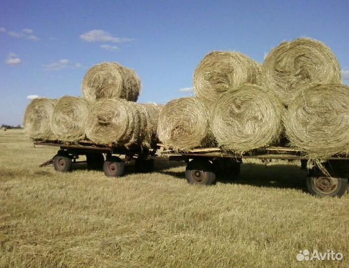 Сено (люцерна+луговые травы) 2023