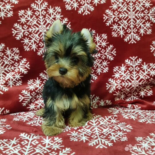 Йоркширский терьер мини девочка