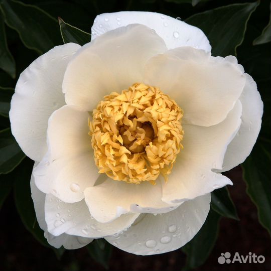 Пионы анемовидные и японцы на посадку