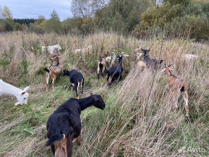 Помощник по хозяйству с проживанием