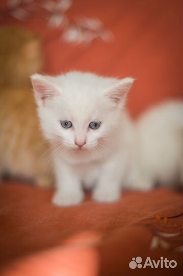 Котята от турецкой ангоры