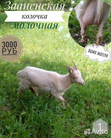 Зааненские козы