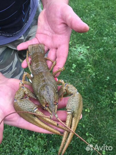 Раки Рыба Крабы