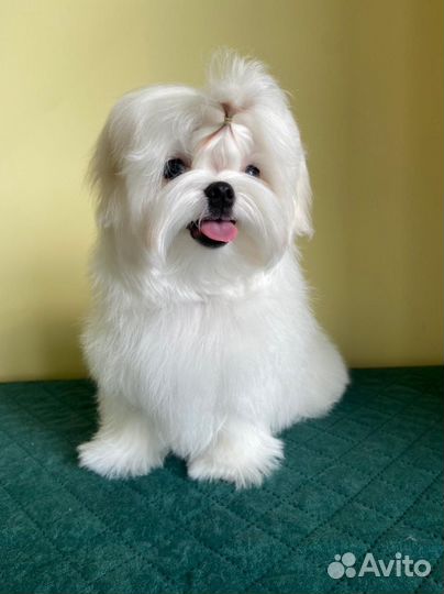 Щенки мальтезе