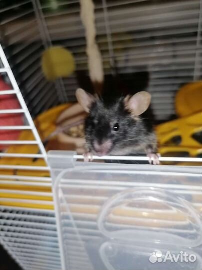 Мышь мальчик 9 месяцев