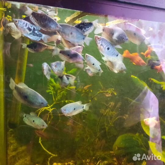 Аквариумные рыбки