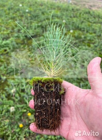 Горная сосна Мугус зкс сеянцы