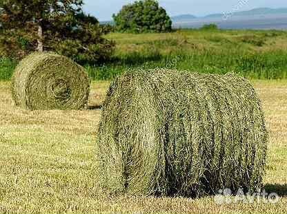 Продам сено в рулонах