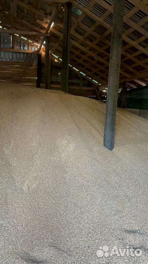 Зерно пшеница