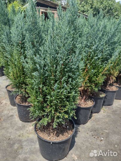 Кипарисовик лавсона элвуди 60см