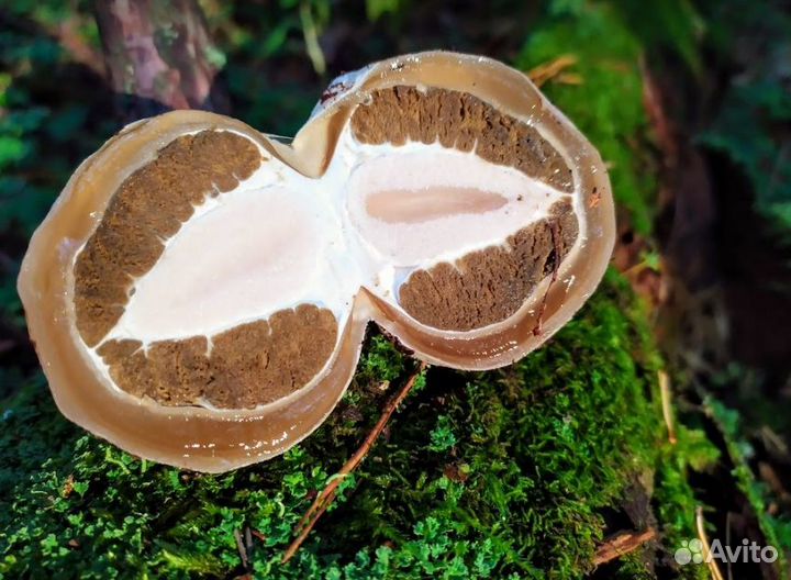 Дары/П Гриб Веселка 