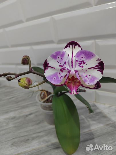 Орхидея фаленопсис Мэджик арт