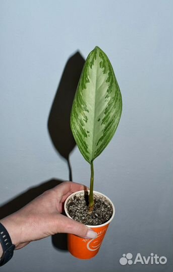 Аглаонема сильвер бей