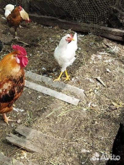 Домашние Петушки