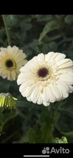Гербера в горшке оптом и в розницу