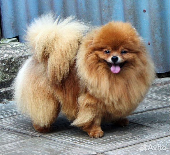 Девочки-шпицы 6-8 лет