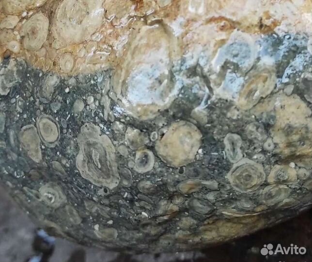 Окаменелость с отпечатком древних моллюсков