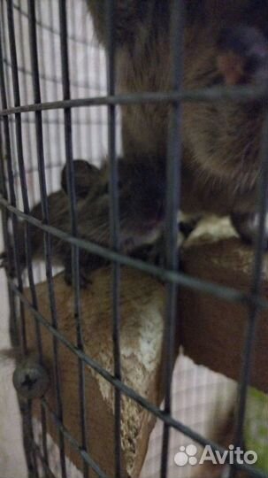 Белка дегу с клеткой