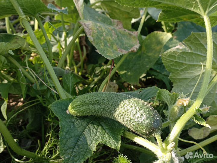 Огурцы свежие домашние