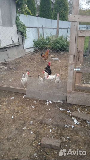 Куры петухи