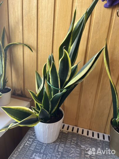 Сансевиерия сортовая