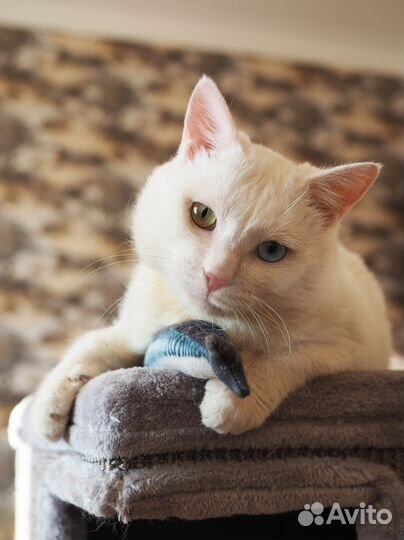 Брошенный разноглазый котик ищет дом