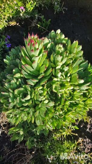 Многолетние садовые цветы