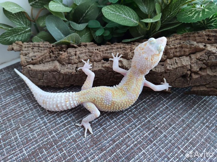 Эублефар, геккон, ящерица