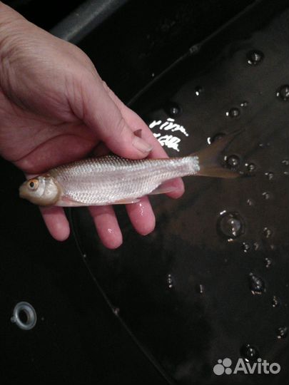 Живец чебак