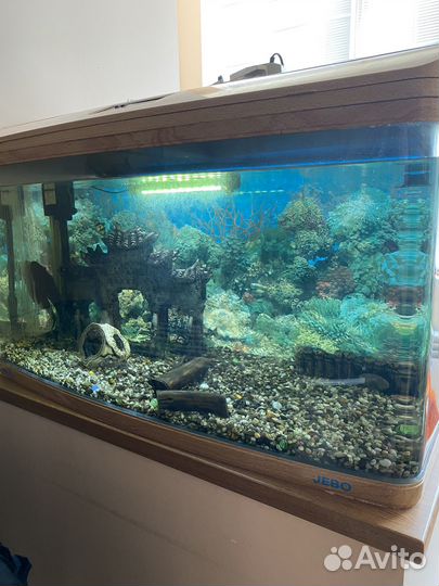 Аквариум с рыбками