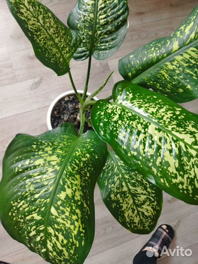 Диффенбахия