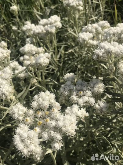 Анафалис жемчужный