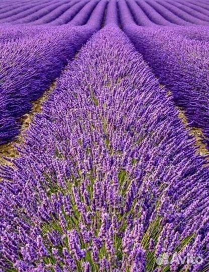 Лаванда саженцы