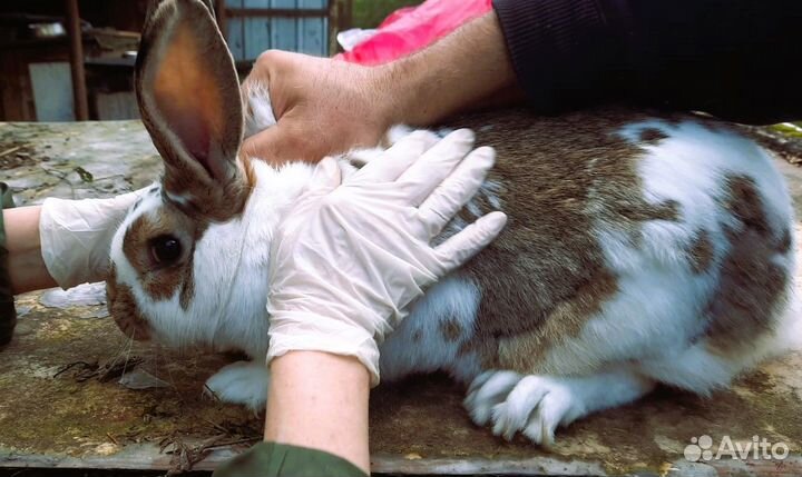 Кролики мясных пород