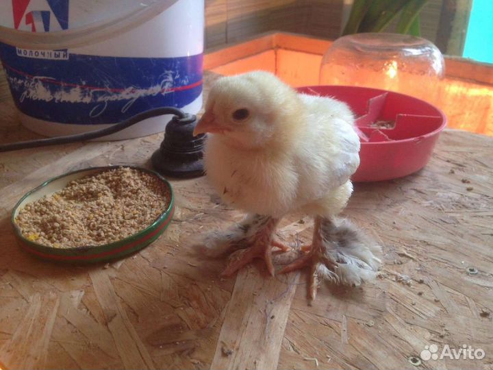 Цыплята брама