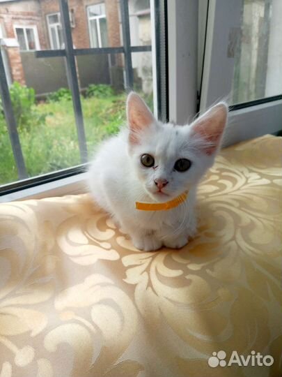 Отдам в добрые руки мальчик котенок