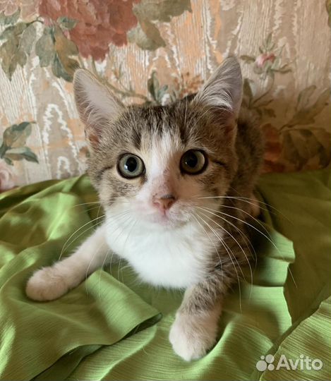 Отдам в добрые руки