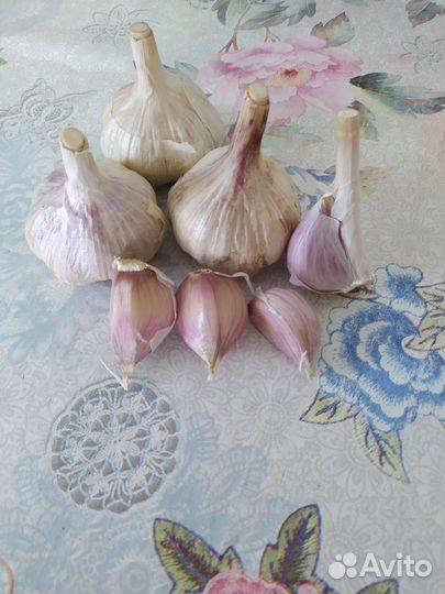 Продам чеснок