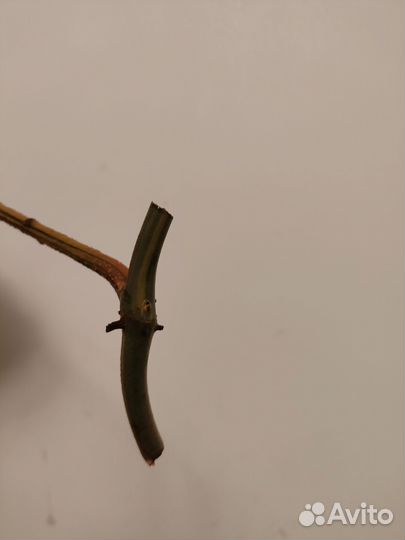 Филодендрон магическая маска