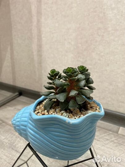 Суккуленты в кашпо