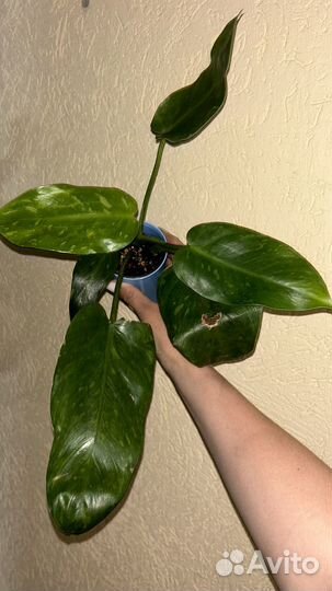 Монстера альба, алоказия, филодендрон