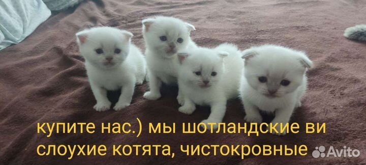 Шотландские вислоухие котята