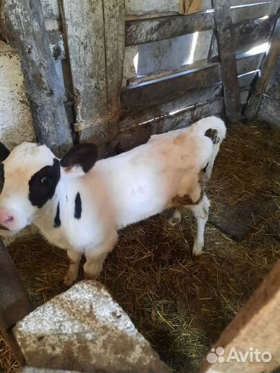 Телочки голштинки