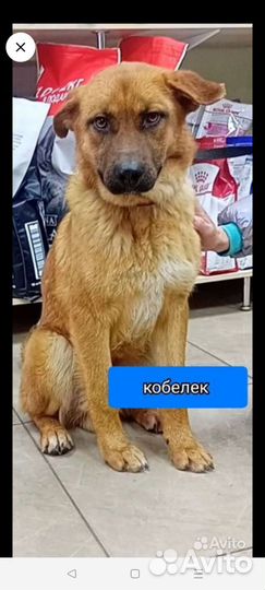 Идеальный пёсик