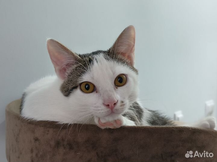 Котенок в добрые руки