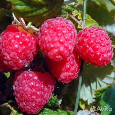 Саженцы малины