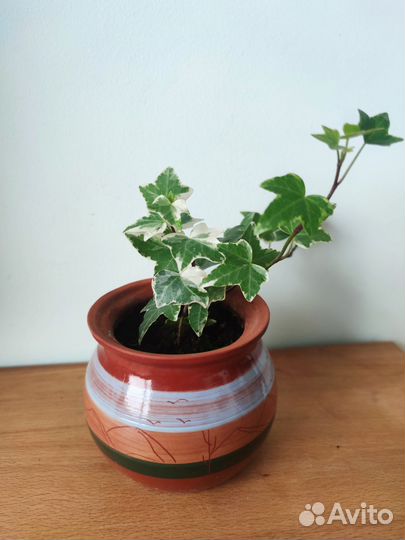 Хедера вариегатная в керамическом горшке